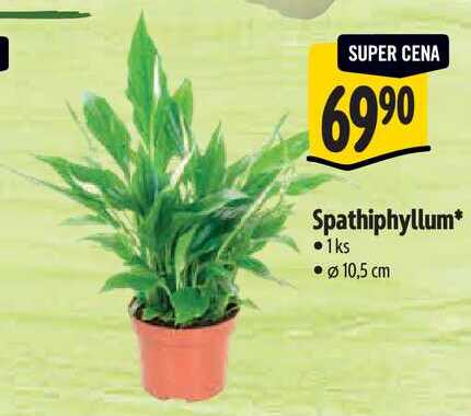 Spathiphyllum