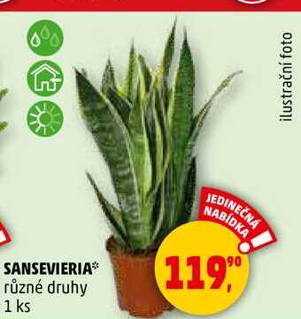 SANSEVIERIA různé druhy, 1 ks