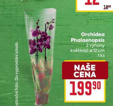 Orchidea Phalaenopsis 2 výhony květináč 12 cm 1ks