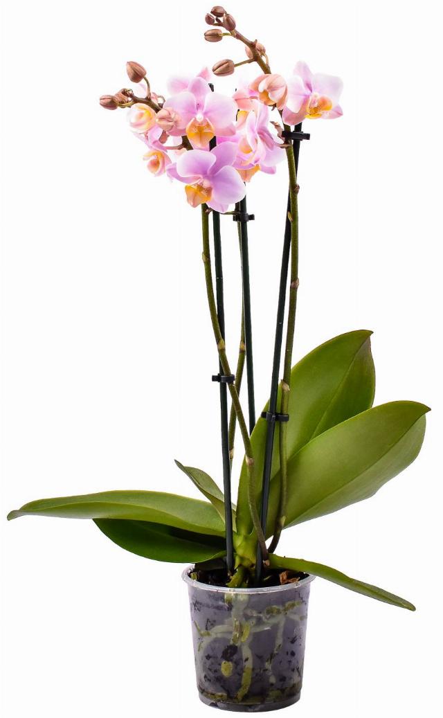 Orchidea Phalaenopis 3 výhony