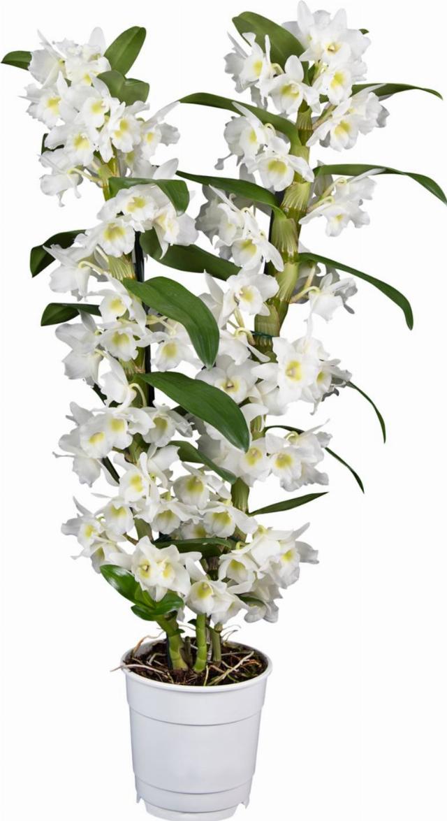 Orchidea - Dendrobium 2 výhony