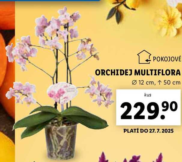 ORCHIDEJ MULTIFLORA 