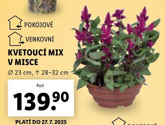 KVETOUCÍ MIX V MISCE 