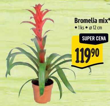 Bromelia mix