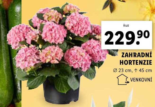 ZAHRADNÍ HORTENZIE 