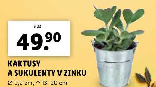 KAKTUSY A SUKULENTY V ZINKU 