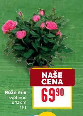 Růže mix květináč 12 cm 1ks 