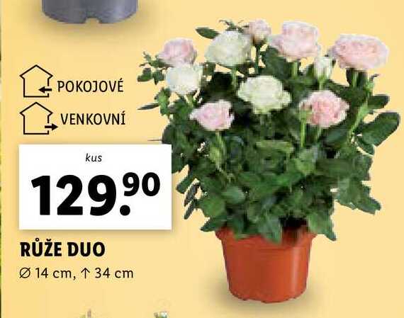 RŮŽE DUO