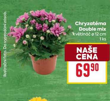 Chryzatéma Double mix květináč o 12 cm 1ks