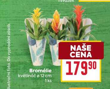Bromélie květináč ø 12 cm 1ks