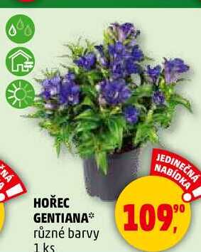 HOŘEC GENTIANA různé barvy, 1 ks  
