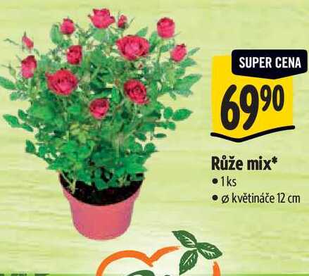  Růže mix, pr. květináče 12 cm 
