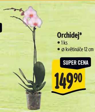 Orchidej