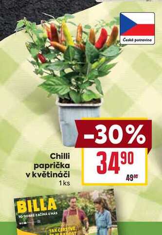 Chilli paprička v květináči 1ks