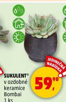 SUKULENT v ozdobné keramice Bombai, 1 ks 