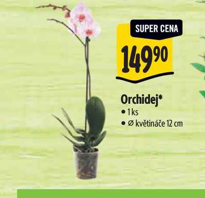Orchidej* 1ks, Ø květináče 12 cm 