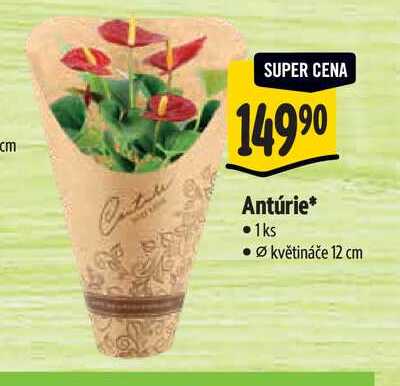 Antúrie 1ks Ø květináče 12 cm 
