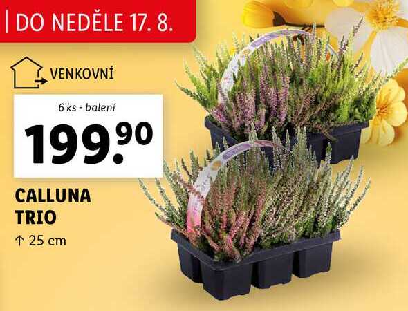CALLUNA TRIO, 6 ks