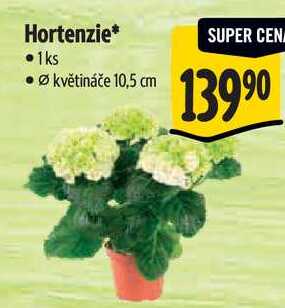 Hortenzie