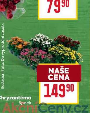 Chryzantéma 6pack 
