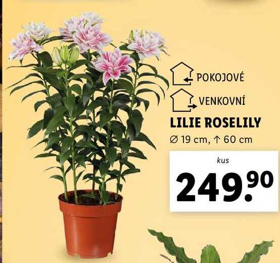 LILIE ROSELILY 