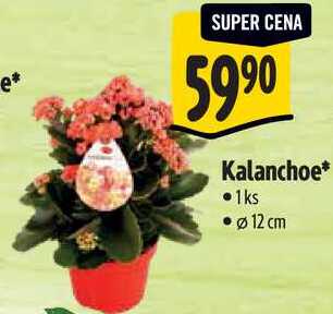 Kalanchoe