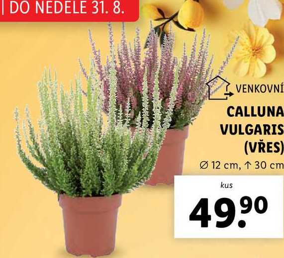 CALLUNA VULGARIS (VŘES)