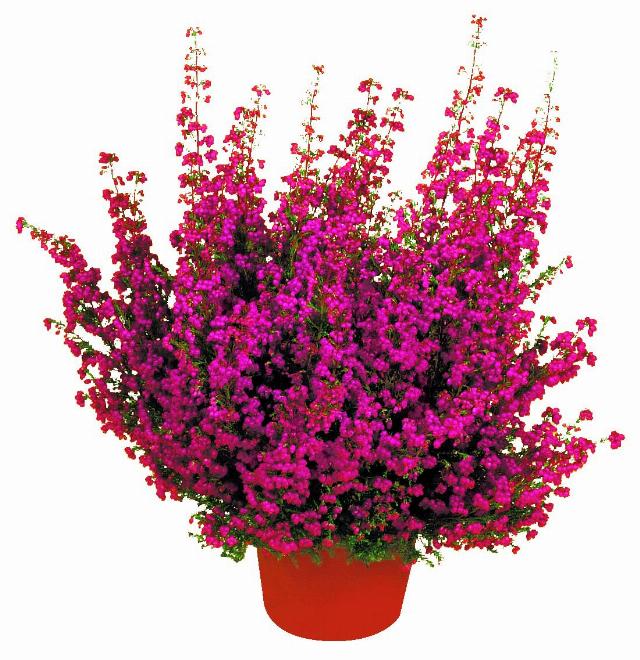 Vřesovec Erica gracilis