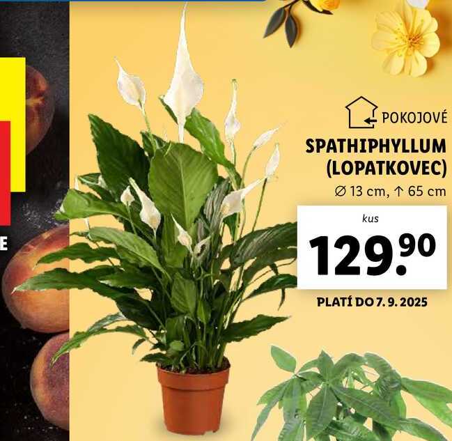 SPATHIPHYLLUM (LOPATKOVEC)