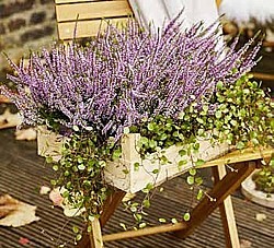 VŘES OBECNÝ „GARDEN GIRLS” (CALLUNA VULGARIS)