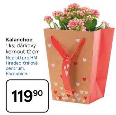 Kalanchoe, 1 ks, dárkový kornout 12 cm  