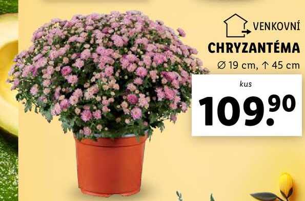 CHRYZANTÉMA 