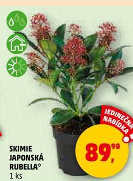 SKIMIE JAPONSKÁ RUBELLA, 1 ks  