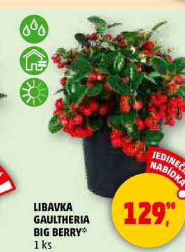 LIBAVKA GAULTHERIA BIG BERRY, 1 ks