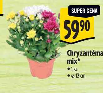 Chryzantéma mix  