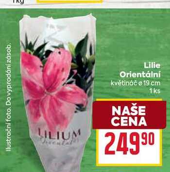 Lilie Orientální květináč ø 19 cm 1ks