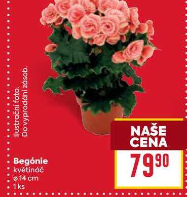 Begónie květináč Ø 14 cm 1ks