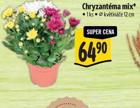 Chryzantéma mix, pr. květináče 12 cm  