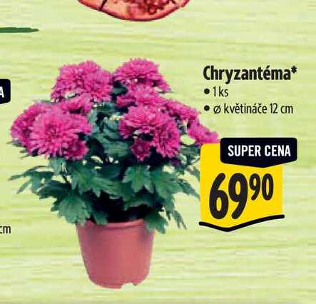 Chryzantéma, pr. květináče 12 cm  