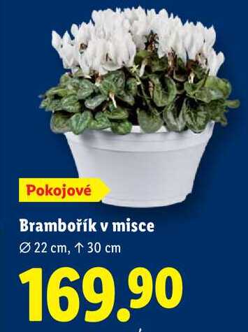 Brambořík v misce