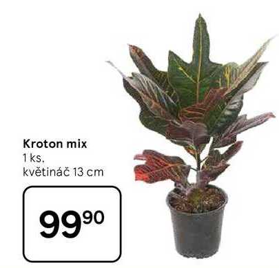 Kroton mix, 1 ks. květináč 13 cm  