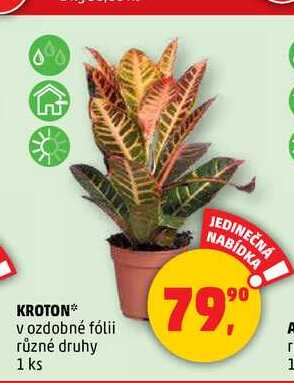 KROTON, 1 ks