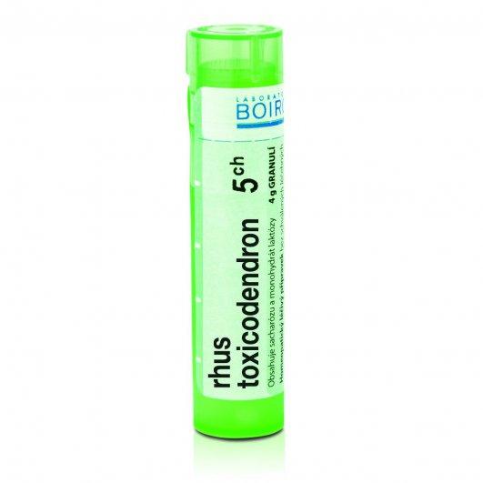 Rhus toxicodendron 5CH granule 4g