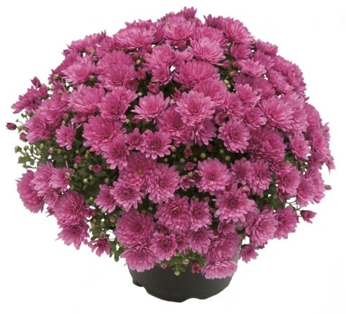 Chrysanthema multiflora, 1 KS