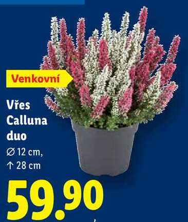 Vřes Calluna duo 