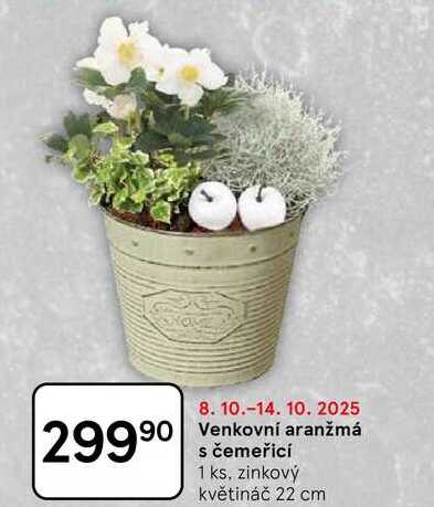 Venkovní aranžmá s čemeřicí, 1 ks, zinkový květináč 22 cm 
