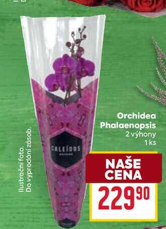 Orchidea Phalaenopsis 2 výhony 1ks