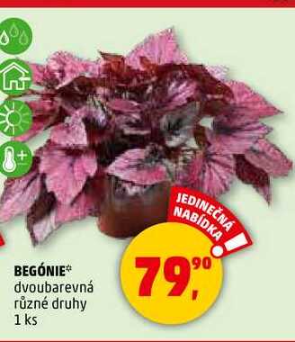 BEGÓNIE, 1 ks 