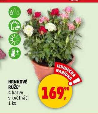 HRNKOVÉ RŮŽE, 1 ks