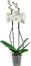 ORCHIDEJ (PHALAENOPSIS)